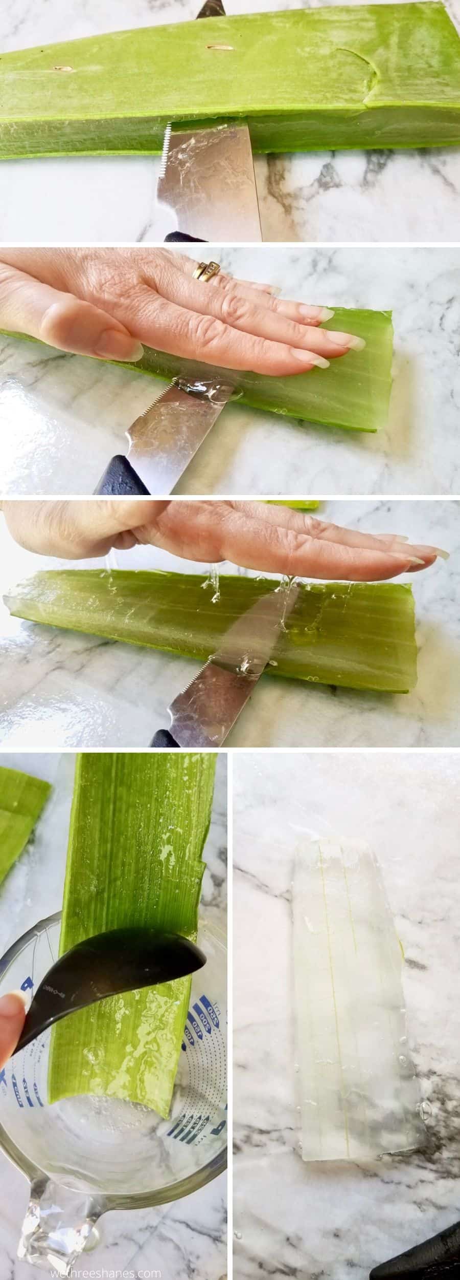 5 photos showing the step by step process for harvesting the aloe vera from an aloe vera leaf. 