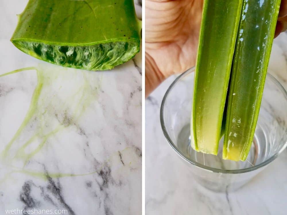 Fresh aloe leaf sliced in half length wise, sitting in a cup to drain the aloin, a yellow sticky substance found naturally in aloe leaves.