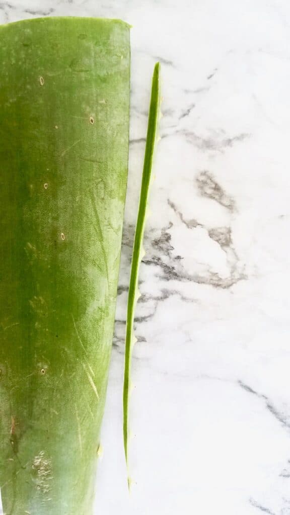 Photo showing a large piece of fresh cut aloe leaf with the spikes cut off the side.