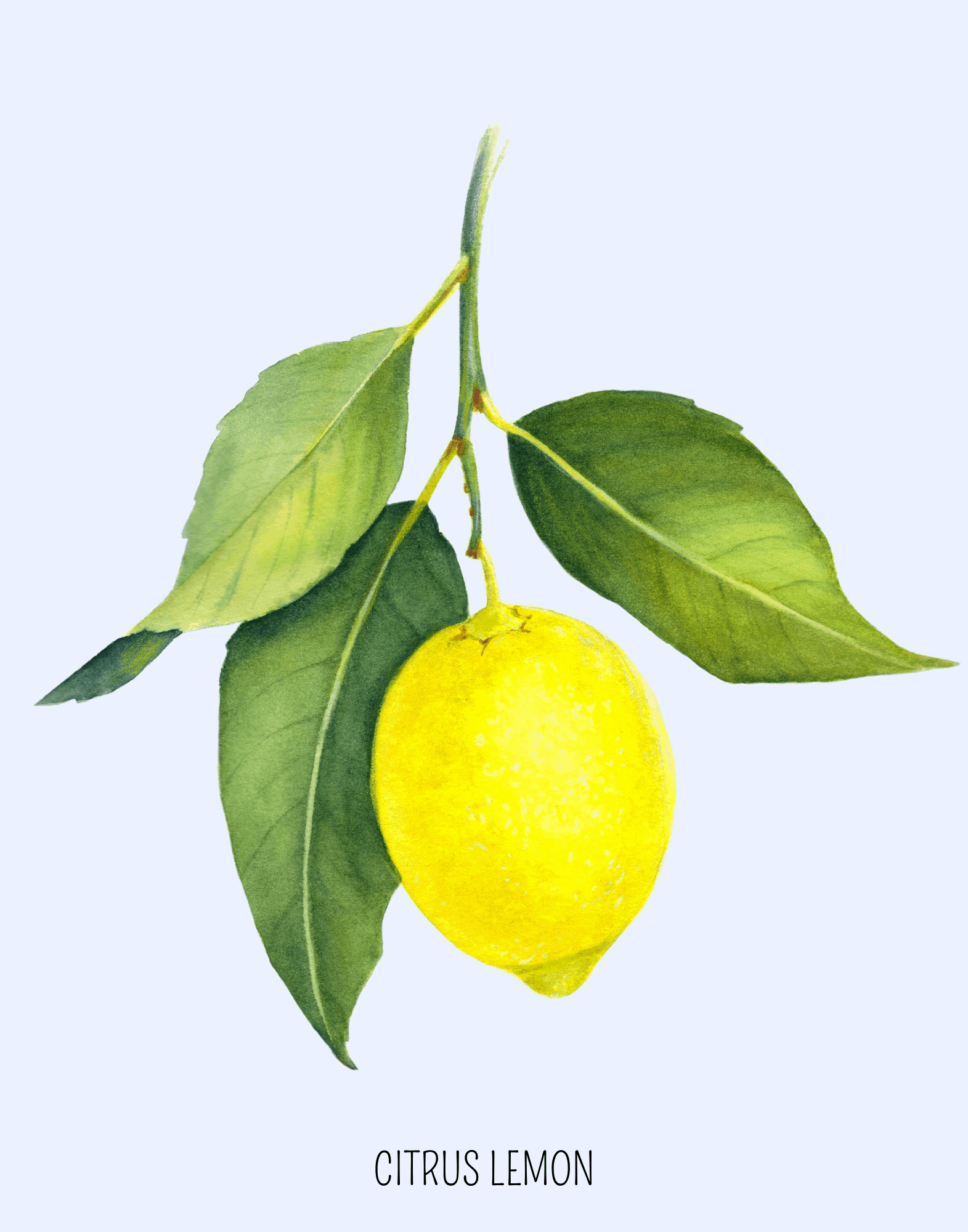 Free Lemon Art Prints | We Three Shanes
