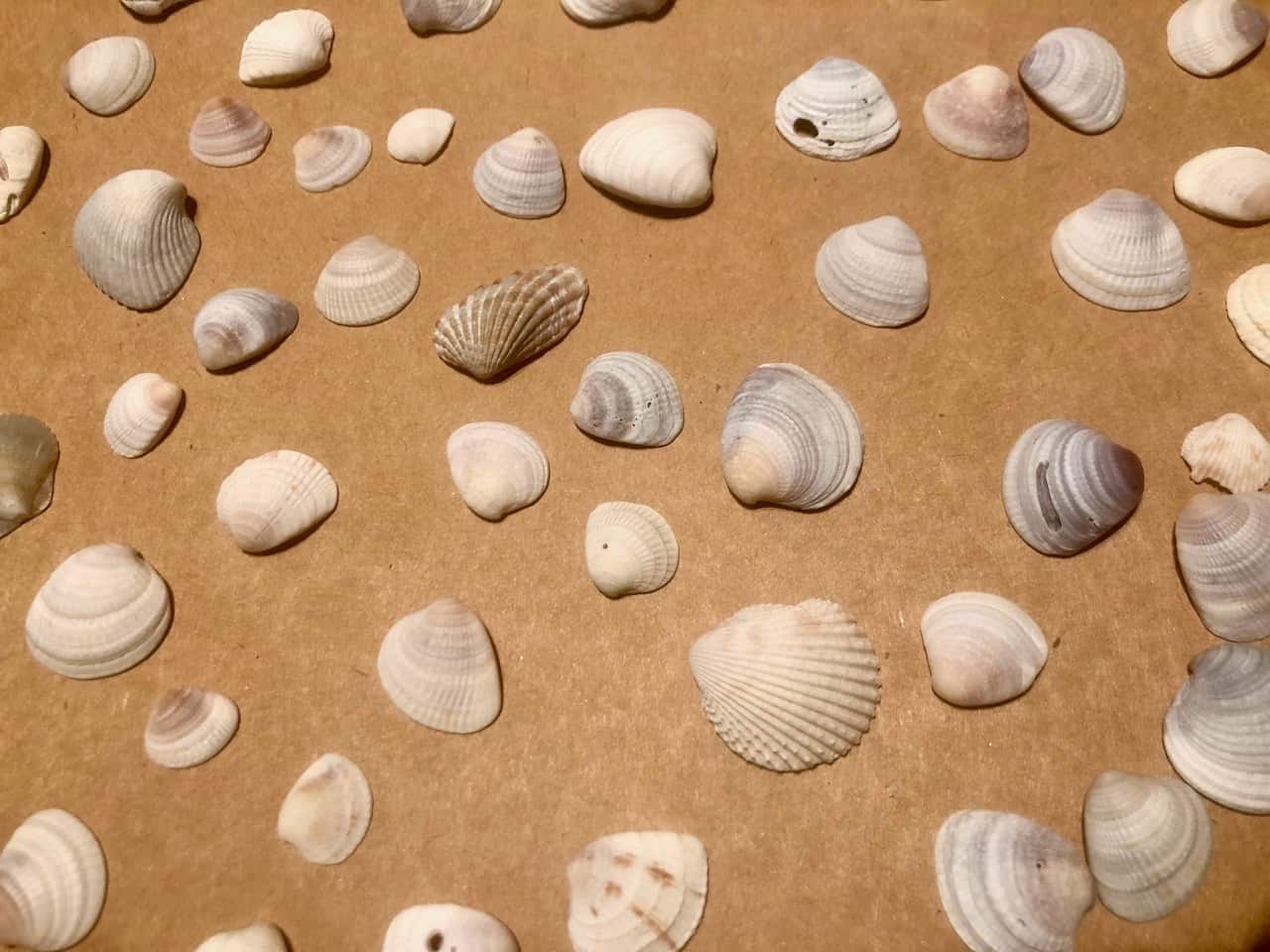 Learn to how to properly clean shells and then make them shine for this DIY Beach Memory Jar with photo. | We Three Shanes  