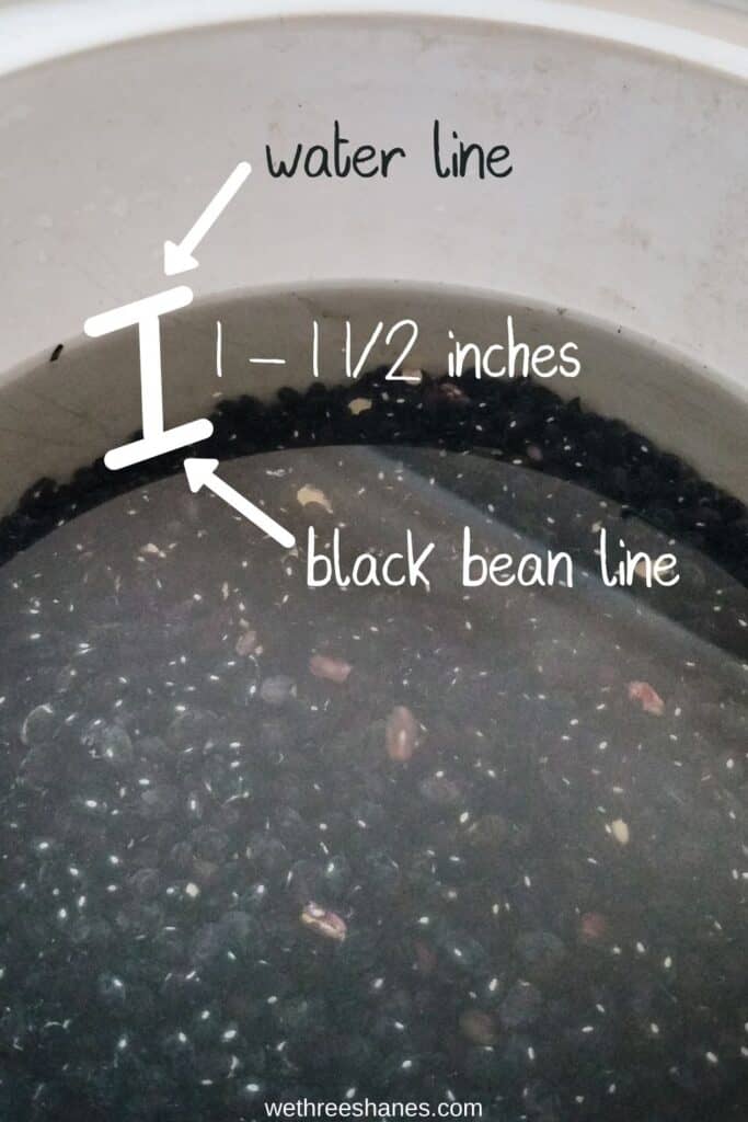 Dried black beans in a white crockpot covered in one inch of water.