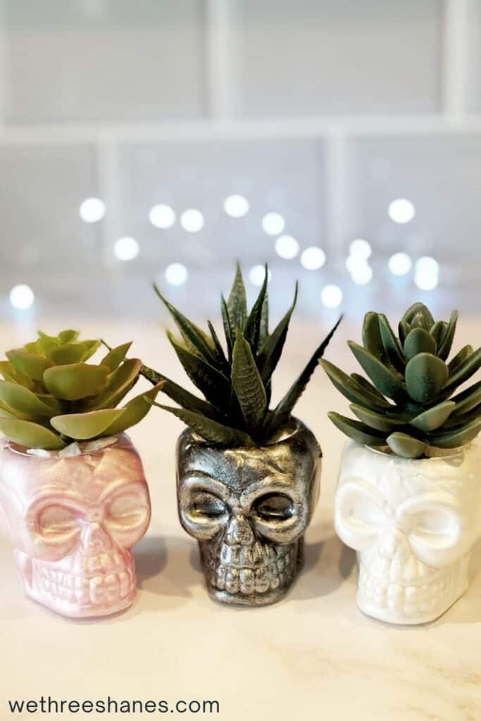 Make these adorable skull succulents to add to your home decor. | We Three Shanes