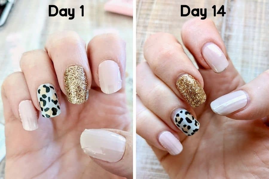 Two side by side photos. On the left is day one of a Dashing Divas manicure with the thumb, pointer, and pink in pail pink, the middle finger with gold glitter, and the fourth finger in a white, black, and pink cheetah print. The second photo on the right shows the same manicure 14 days later with a bit of nail growth showing.