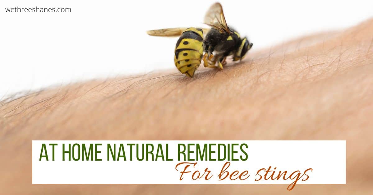 Natural Home Remedies For Bee Stings We Three Shanes