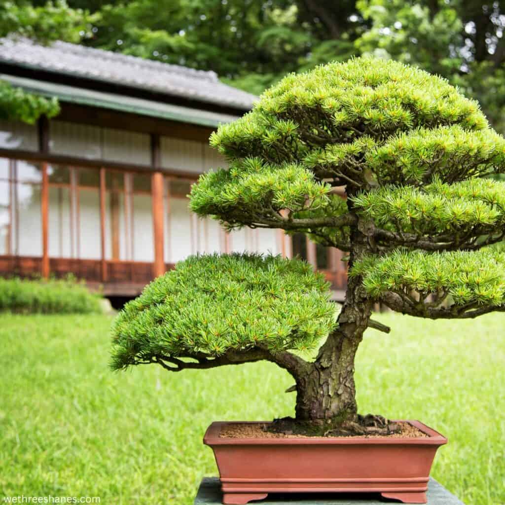 Bonsai tree and a Japanese House in the background