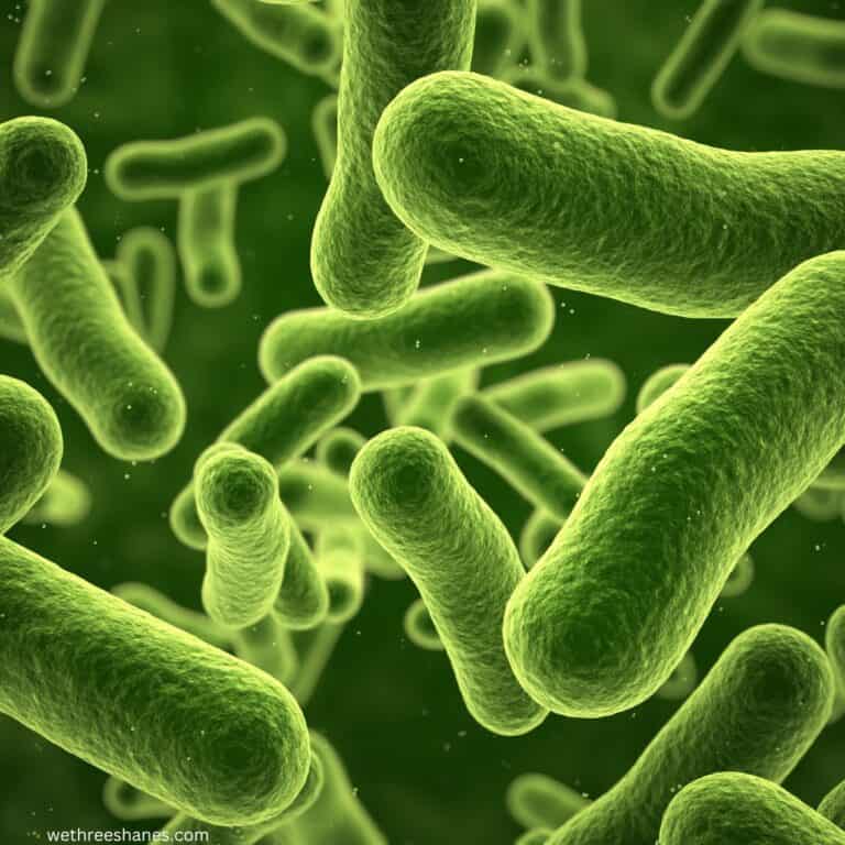 How To Get The Stink Out Of Your Favorite Dishcloths We Three Shanes